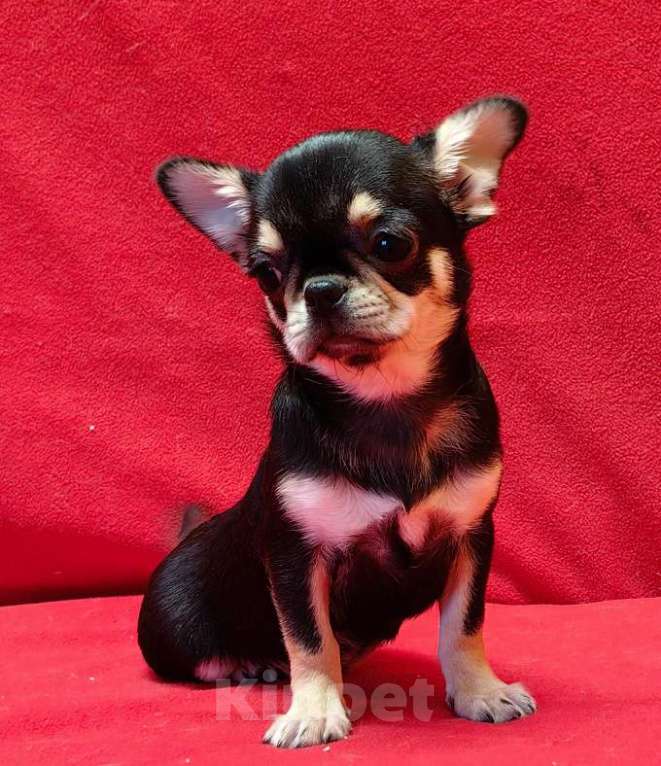 Собаки в Москве: Чихуахуа. Девочка. Девочка, 60 000 руб. - фото 7