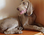 Собаки в Краснодаре: благородный веймаранер Мальчик, Бесплатно - фото 5