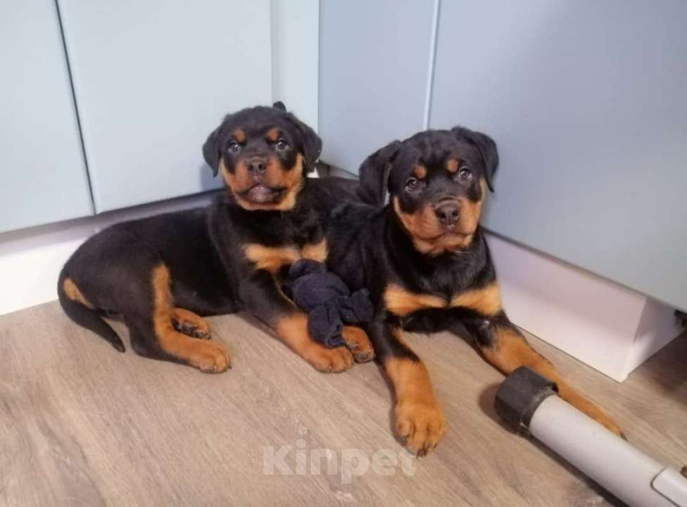 Собаки в других городах Московской области: Ротвейлер Разнополые, Бесплатно - фото 1