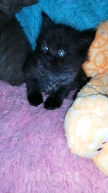 Кошки в Москве: Шотландские котята хайленд  Девочка, 8 000 руб. - фото 5