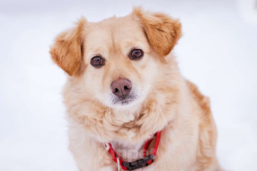 Собаки в Москве: Маленький пёсик ищет дом Мальчик, Бесплатно - фото 7