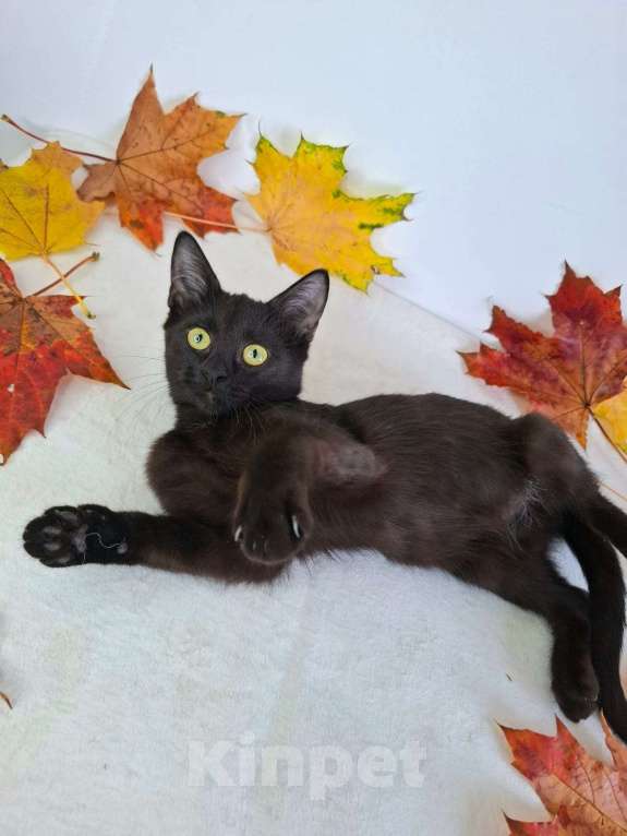 Кошки в Москве: Котёнок-подросток в добрые руки  Девочка, Бесплатно - фото 1