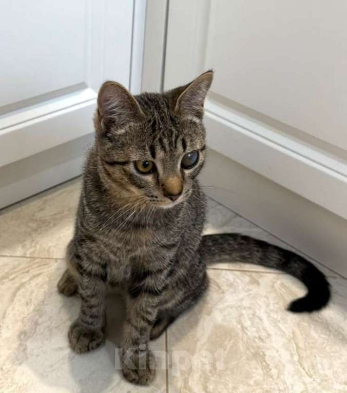 Кошки в Москве: Серый котенок малыш Гномик ищет дом Мальчик, 1 руб. - фото 4