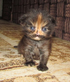 для раннего бронирования