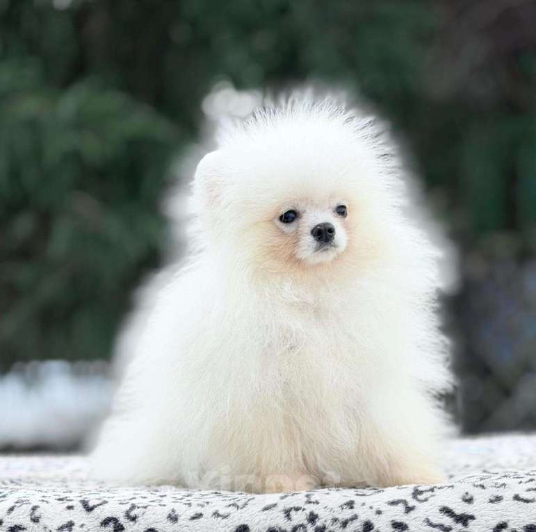 Собаки в Санкт-Петербурге: Супермини шпиц мальчик Мальчик, 20 000 руб. - фото 3