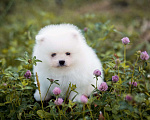 Собаки в Пензе: Шикарный белый мальчик шпиц Мальчик, 45 000 руб. - фото 1
