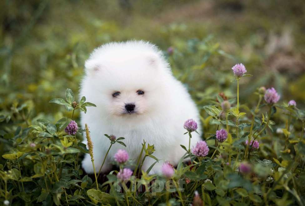 Собаки в Пензе: Шикарный белый мальчик шпиц Мальчик, 45 000 руб. - фото 1