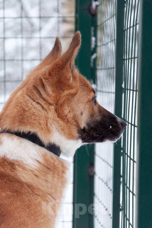 Собаки в Ногинске: Благородная девица Марфа Васильна ищет покровителей и почитателей! Готова украсить ваше имение Девочка, Бесплатно - фото 9