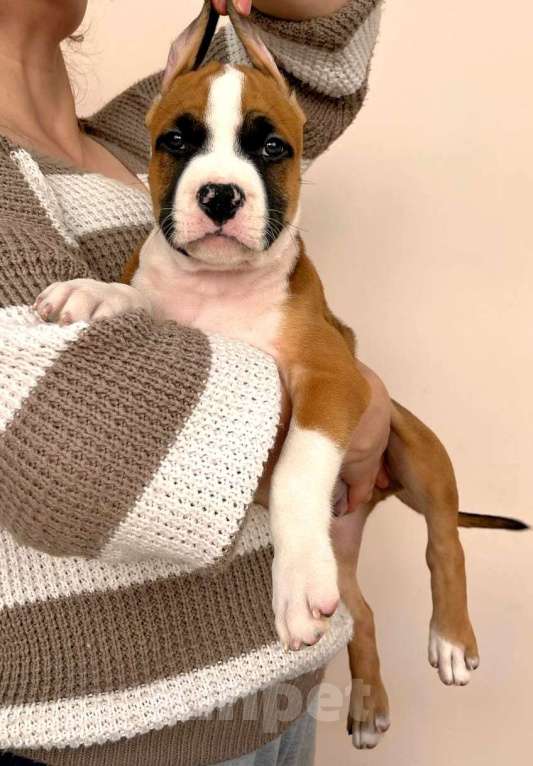 Собаки в Москве: Красивый парень амстаффа  Мальчик, 90 000 руб. - фото 3