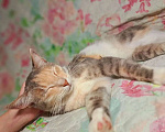 Кошки в Оренбурге: Кошка в добрые руки Девочка, Бесплатно - фото 1
