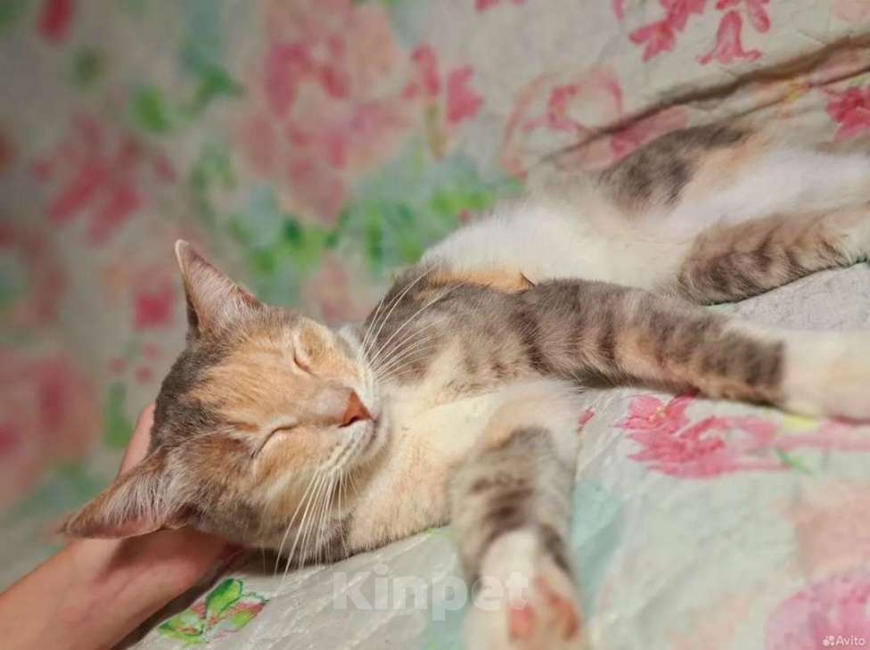 Кошки в Оренбурге: Кошка в добрые руки Девочка, Бесплатно - фото 1