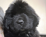 Собаки в Санкт-Петербурге: щенок ньюфаундленда Мальчик, 70 000 руб. - фото 1