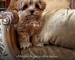 Собаки в Москве: Купить щенка Maltipoo Мальчик, 250 000 руб. - фото 3