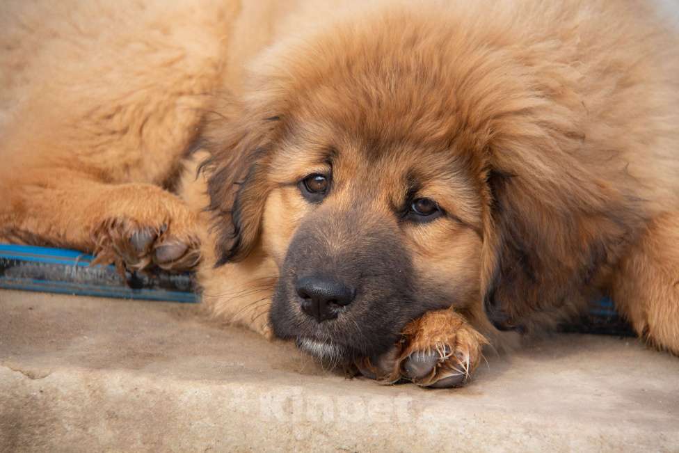 Собаки в Москве: Щенок Монгольского Банхара Мальчик, Бесплатно - фото 4