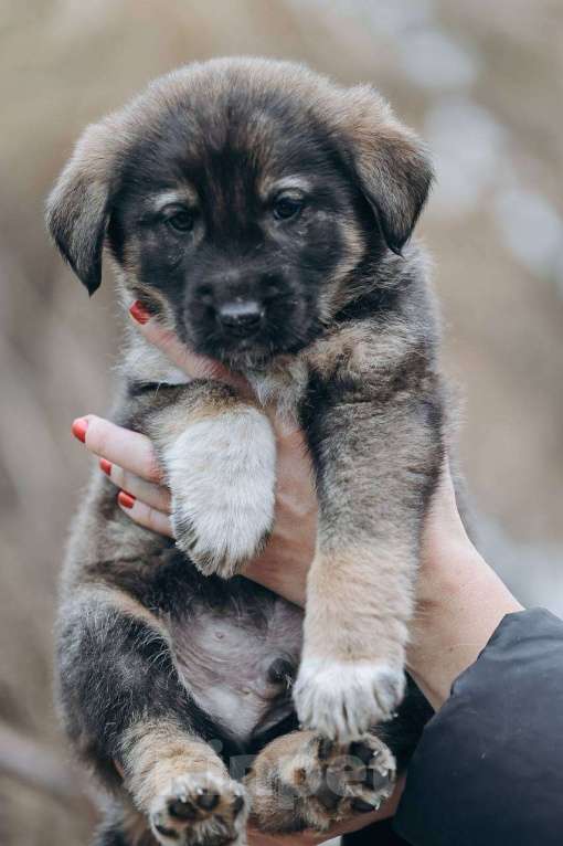 Собаки в Москве: Дин Мальчик, Бесплатно - фото 4