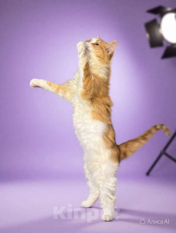 Кошки в Санкт-Петербурге: Пушистый рыжий котёнок. Очень ласковая и игривая. Девочка, Бесплатно - фото 1