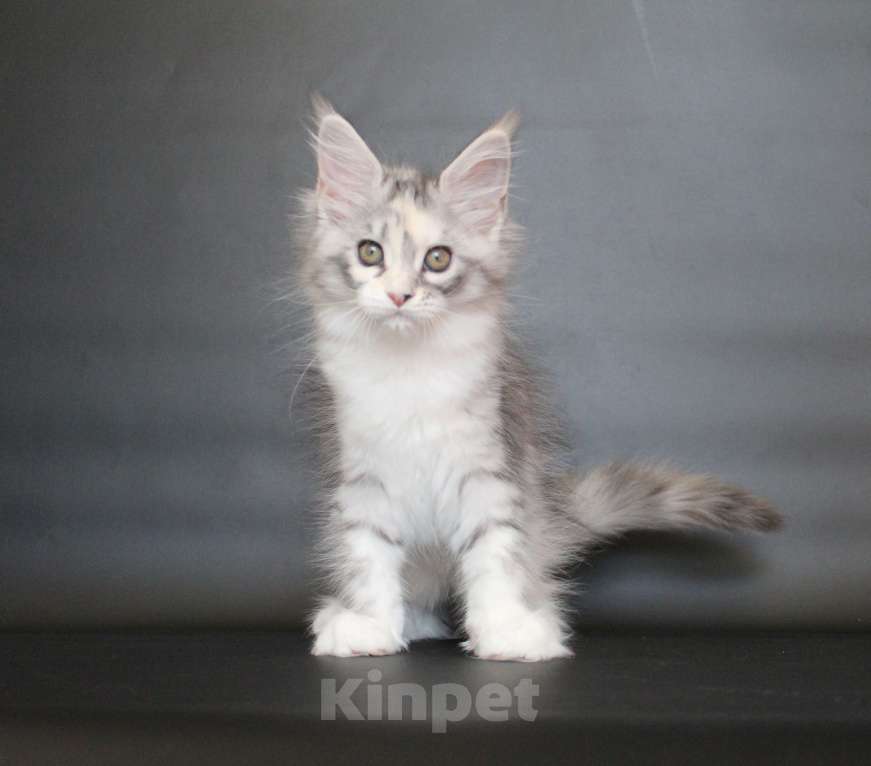 Кошки в Екатеринбурге: Дайнерис. Девочка Девочка, 50 000 руб. - фото 4