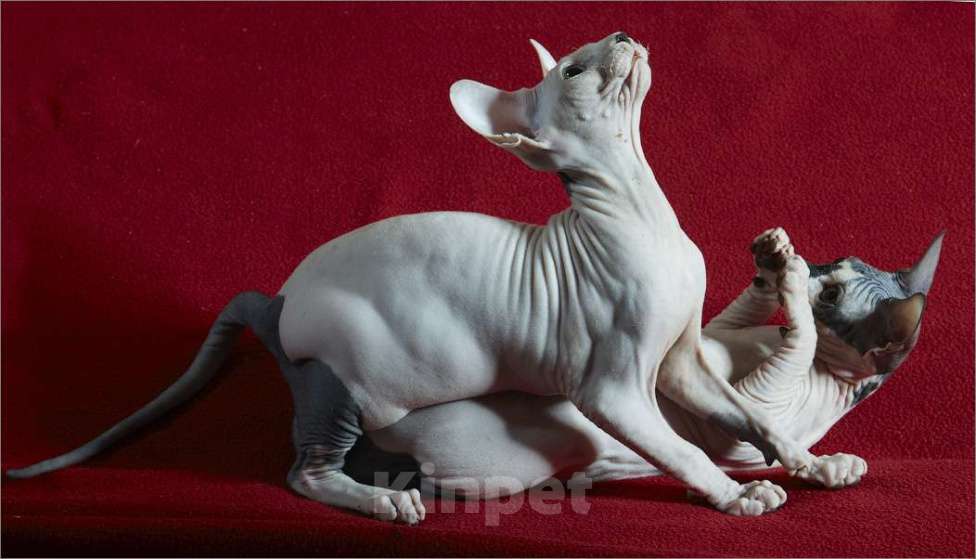 Кошки в Москве: Питомник Скорпион предлагает котят. Девочка, Бесплатно - фото 5