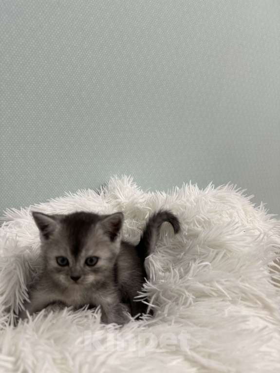 Кошки в Москве: продаю милейшую девочку  Девочка, 15 000 руб. - фото 3