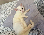 Кошки в Санкт-Петербурге: Ищем добрые руки трём беленьким котятам (двум мальчикам и одной девочке) Девочка, Бесплатно - фото 1