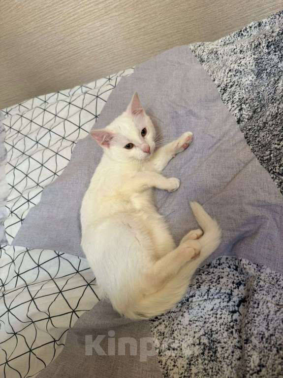 Кошки в Санкт-Петербурге: Ищем добрые руки трём беленьким котятам (двум мальчикам и одной девочке) Девочка, Бесплатно - фото 1