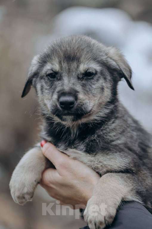 Собаки в Москве: Сэмуэль (Сэм) Мальчик, Бесплатно - фото 3