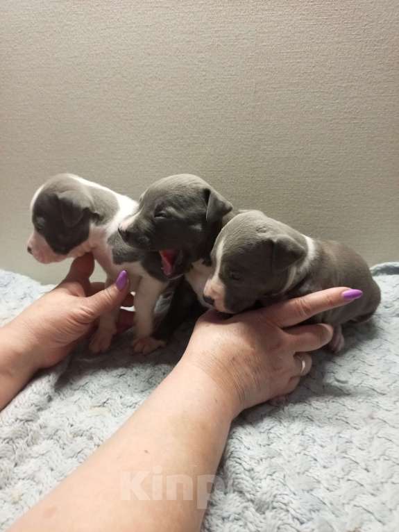 Собаки в Серпухове: Амстаффики!) Девочка, 35 000 руб. - фото 2