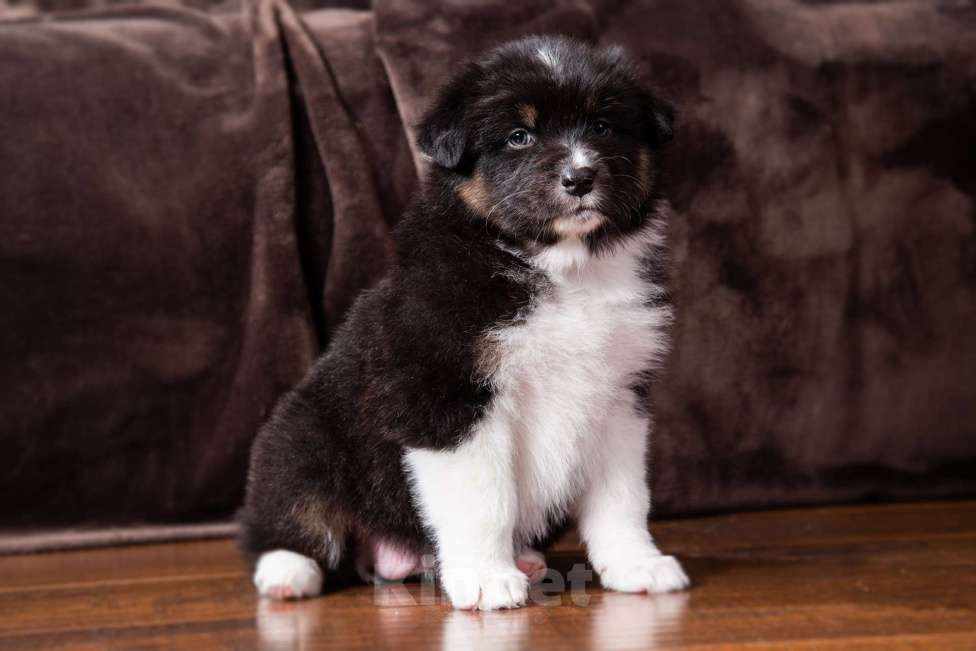 Собаки в Барнауле: Щенки аусси Девочка, 65 000 руб. - фото 2