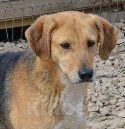 Собаки в Москве: Челси Девочка, Бесплатно - фото 3