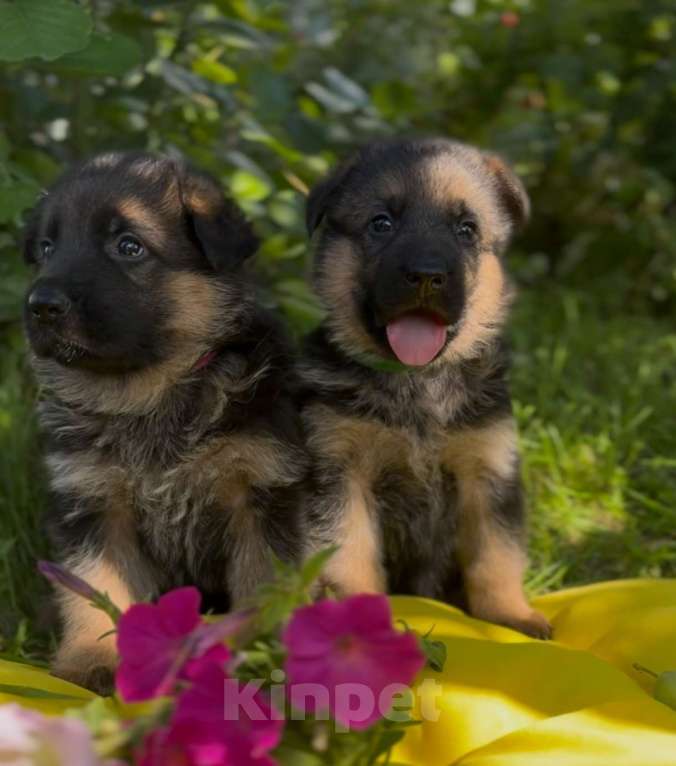 Собаки в Богдане: Щенки немецкой овчарки Мальчик, 50 000 руб. - фото 6