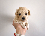 Собаки в Брянске: мальтипу щенок мальчик Мальчик, 95 000 руб. - фото 1