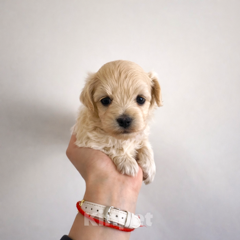 Собаки в Брянске: мальтипу щенок мальчик Мальчик, 95 000 руб. - фото 1