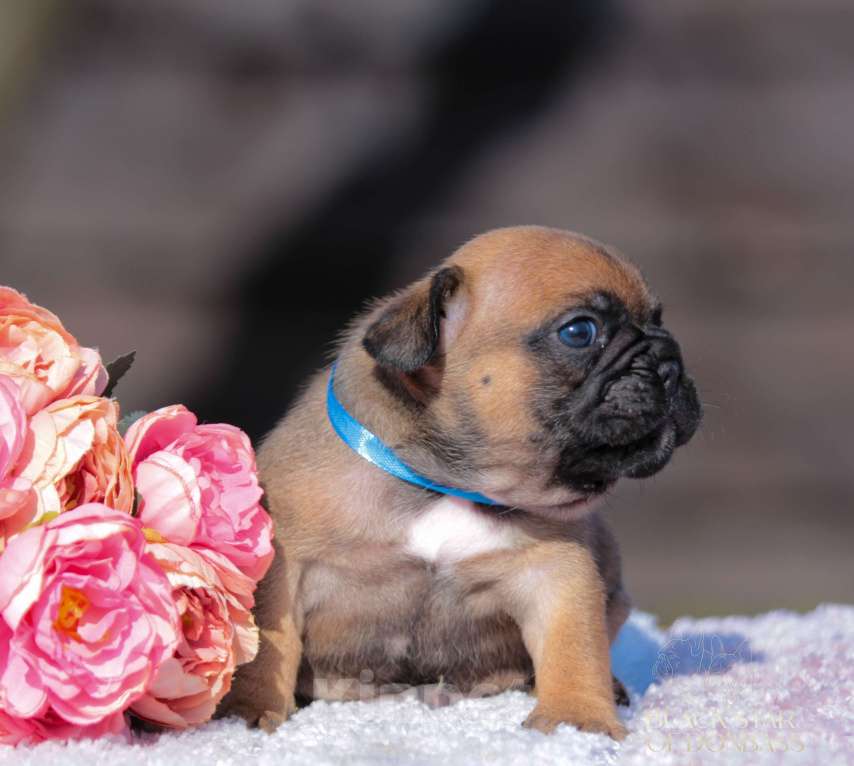 Собаки в Москве: Мальчик французского бульдога Мальчик, 100 000 руб. - фото 2