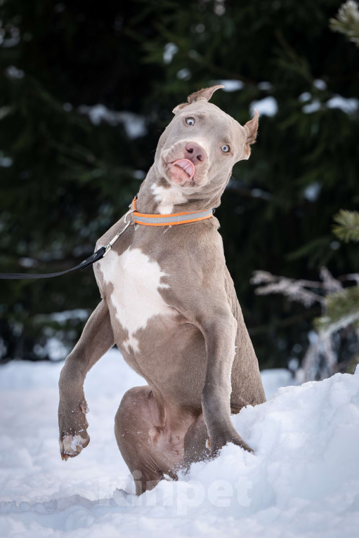 Собаки в Санкт-Петербурге: Изабелловый щенок прайтер Мальчик, 100 000 руб. - фото 2