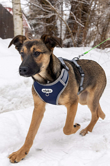 Отдам щенка в добрые руки