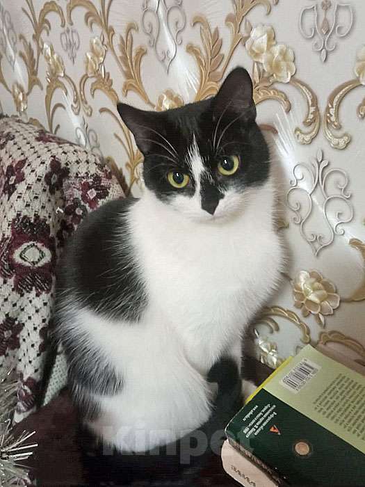 Кошки в Москве: Очаровательные сестрички Деми и Ася ищут дом Девочка, 10 руб. - фото 4