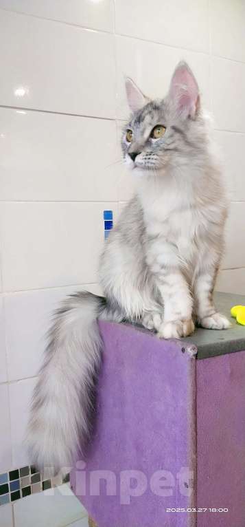 Кошки в Челябинске: Девочка Мейн-Кун Полидакт  Девочка, Бесплатно - фото 3