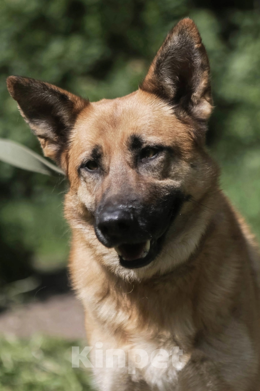 Собаки в Волосовом: Ждет тебя Девочка, Бесплатно - фото 2