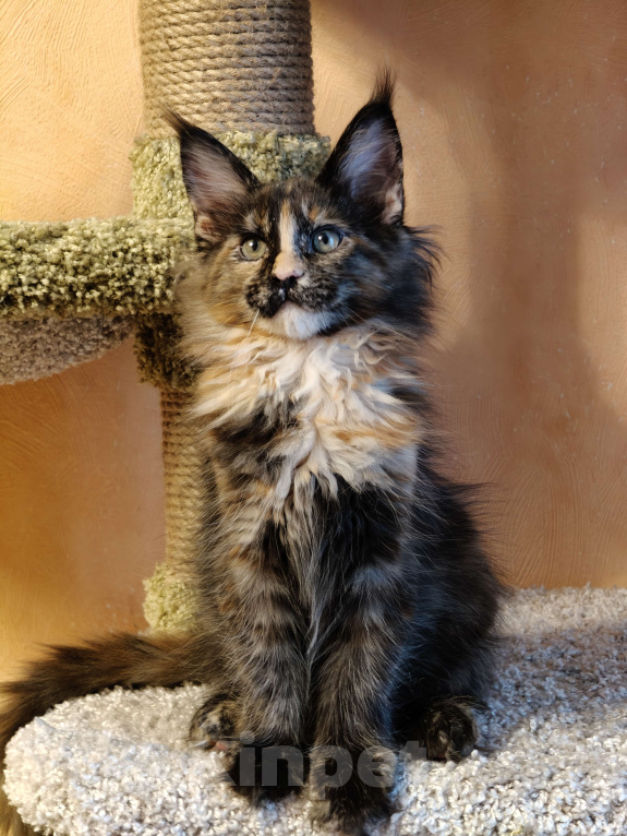 Кошки в Москве: Мейн-кун красотка с необычной внешностью Девочка, 55 000 руб. - фото 6