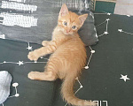 Кошки в Красноярске: Ласковый персиковый толстячек Мальчик, 1 руб. - фото 3