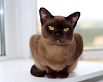 Кошки в Москве: Бурма котята Девочка, 90 000 руб. - фото 1