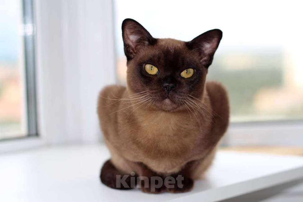Кошки в Москве: Бурма котята Девочка, 90 000 руб. - фото 1