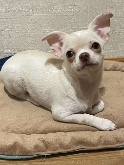Чихуахуа 
