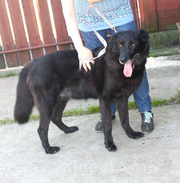 Собаки в Москве: Верный Черныш всю жизнь не перестает ждать свою семью! Мальчик, Бесплатно - фото 8