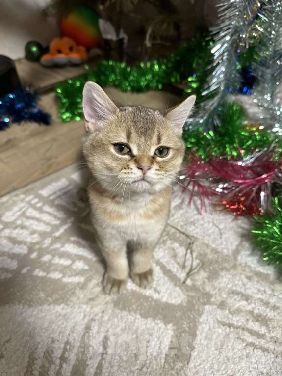 Кошки в Ростове-на-Дону: Шотландская шиншилла  Мальчик, 20 000 руб. - фото 5