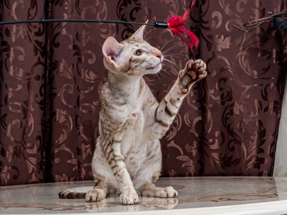 Кошки в Москве: Ориентальный котик Мальчик, 30 000 руб. - фото 3