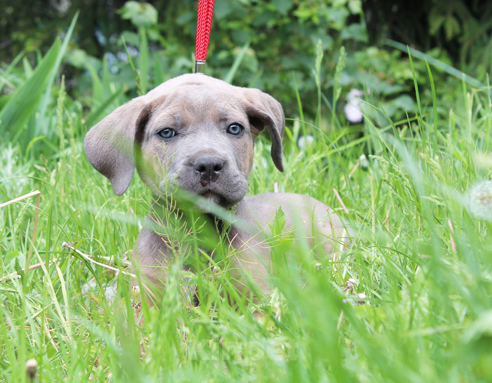Собаки в Брянске: Щенки Кане Корсо  Мальчик, 50 000 руб. - фото 2