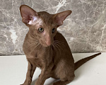 Кошки в Балашихе: Ориентальная кошечка Девочка, 50 руб. - фото 3