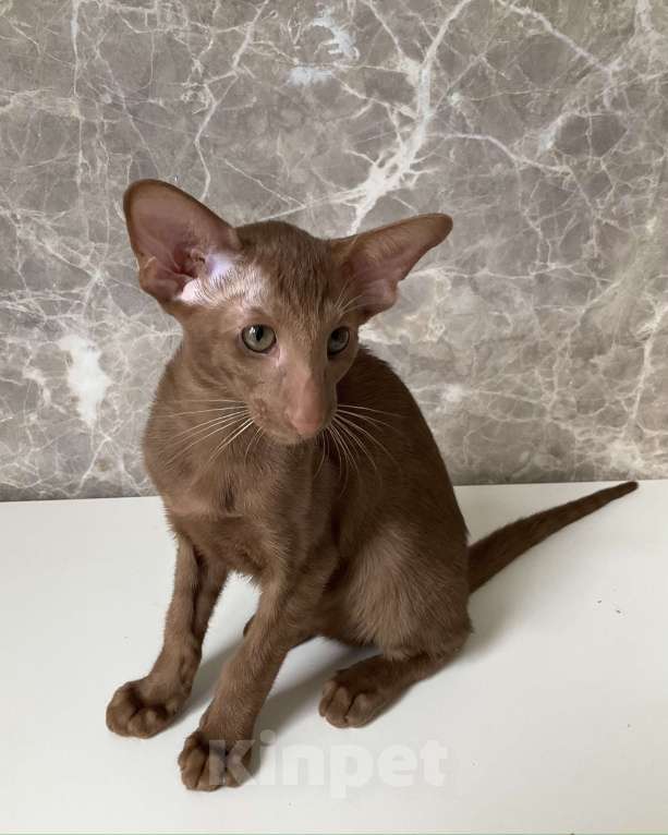 Кошки в Балашихе: Ориентальная кошечка Девочка, 50 руб. - фото 3