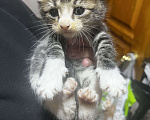 Кошки в Твери: Котята мейн-кун Девочка, 1 500 руб. - фото 2